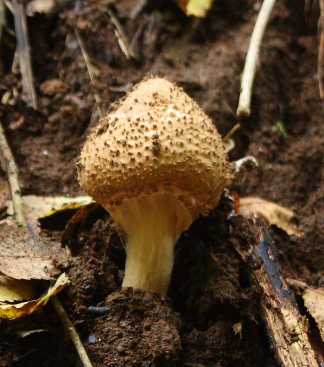 Echinoderma asperum?